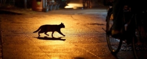 Cat-Crossing-The-Road-Streets-Images-540x303